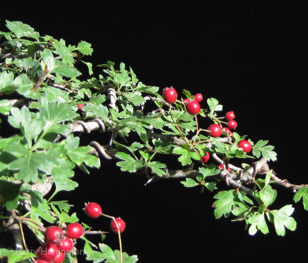 hawthorn bonsai berry