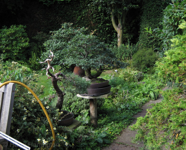 bonsai garden