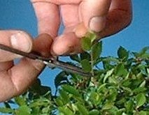  Scissor Trimming and Finger Pruning