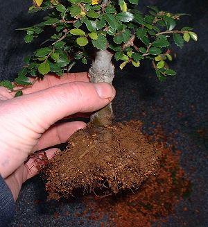 repotting elm bonsai