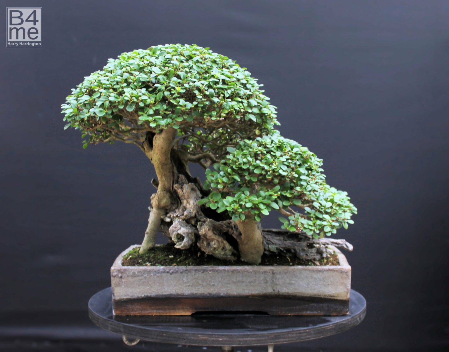 Ligustrum Ovalifolium Privet Bonsai Bonsai Me