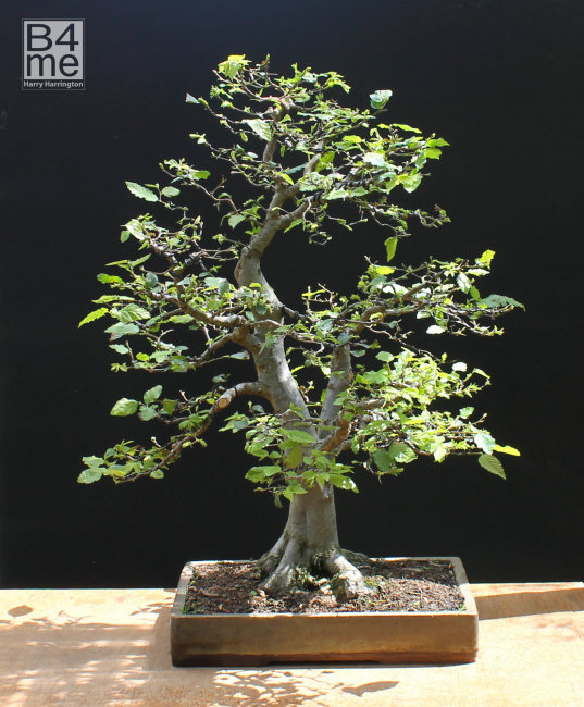 hornbeam bonsai defoliation