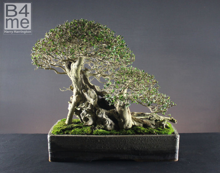 Privet bonsai