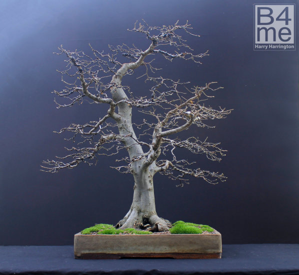 hornbeam bonsai defoliation