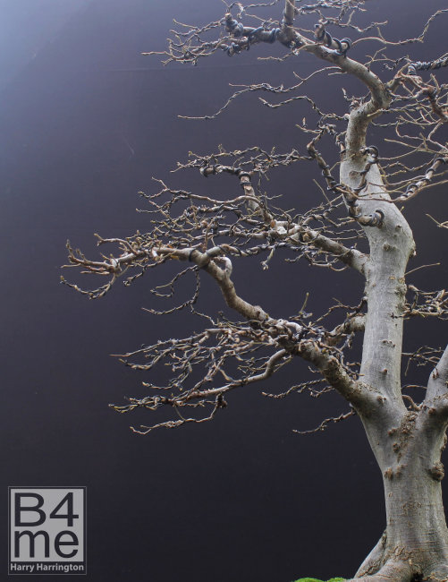 hornbeam bonsai defoliation