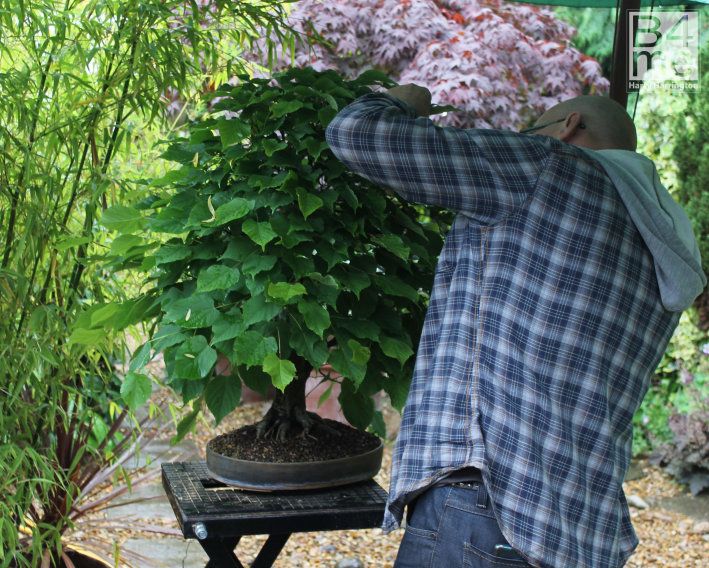 hornbeam bonsai defoliation