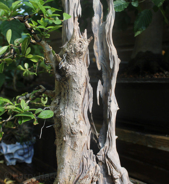 privet deadwood superglue