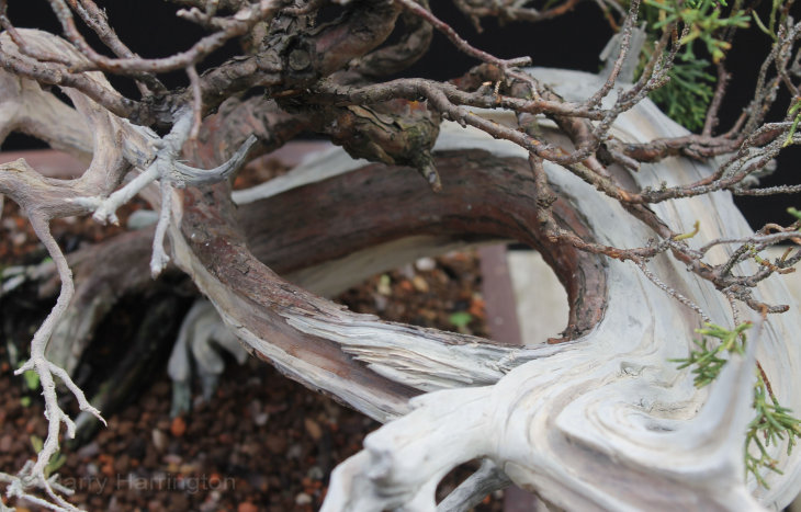 carving juniper bonsai