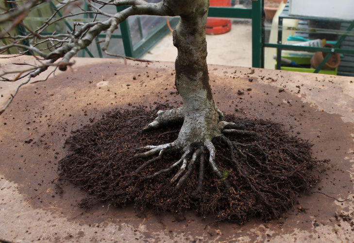 bonsai repotting