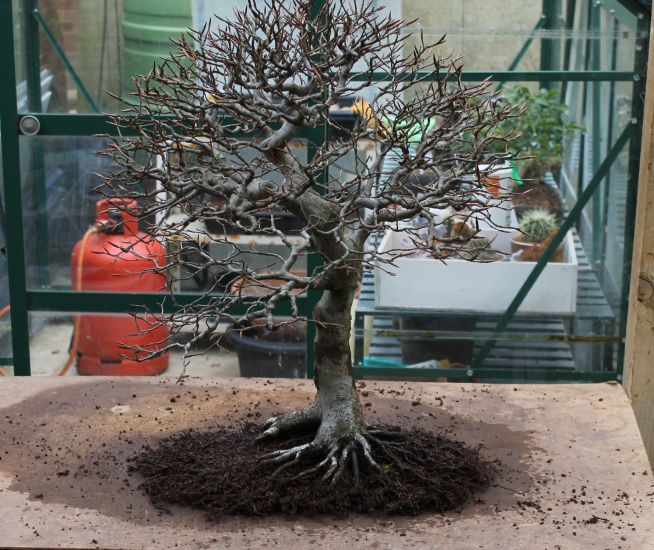 bonsai repotting