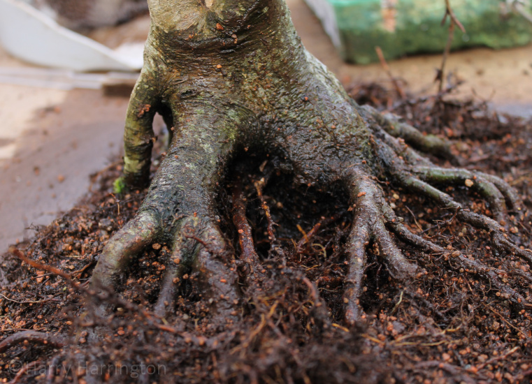 bonsai repotting and grafting