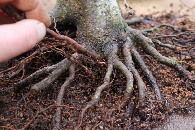 bonsai repotting and grafting