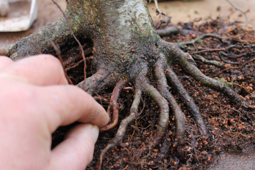 bonsai repotting and grafting