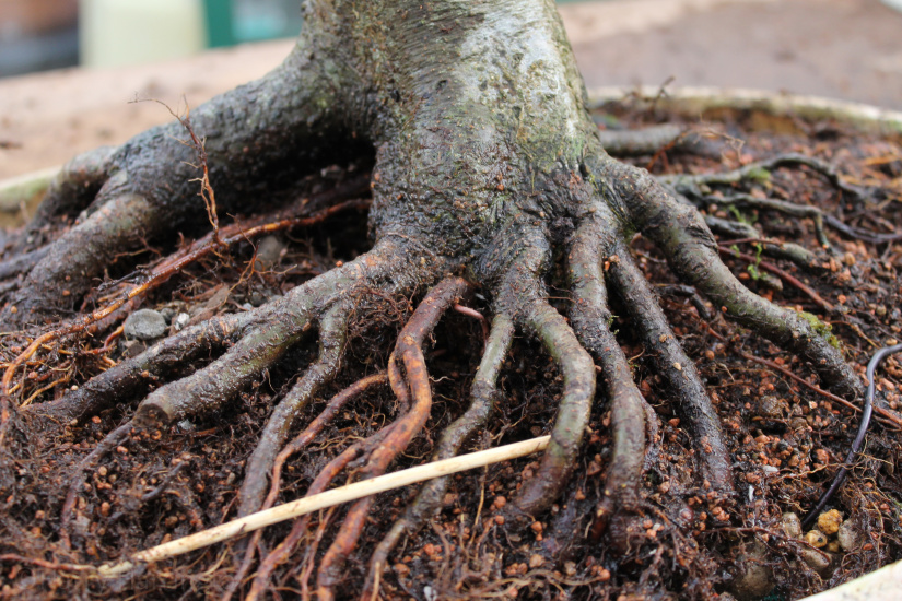 bonsai repotting and grafting