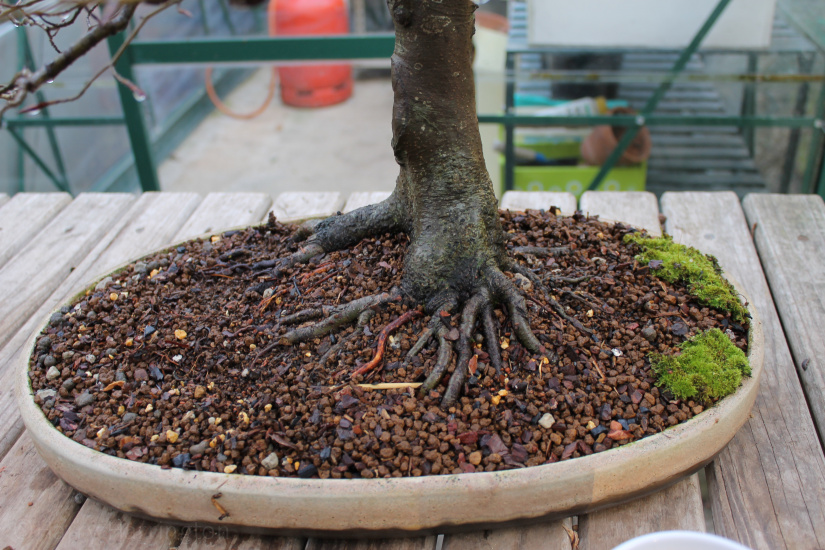 bonsai repotting and grafting