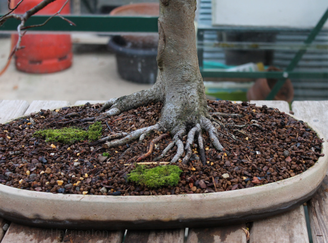 bonsai repotting and grafting