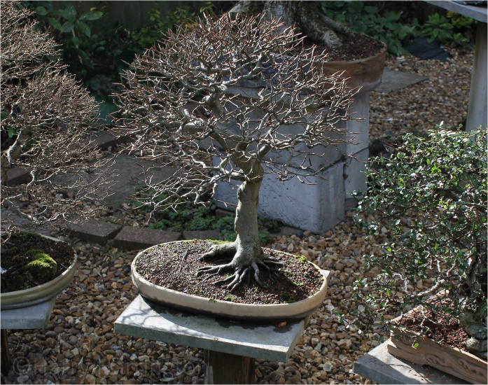 beech bonsai