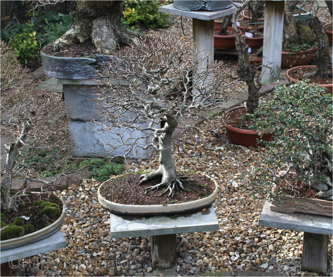 beech bonsai