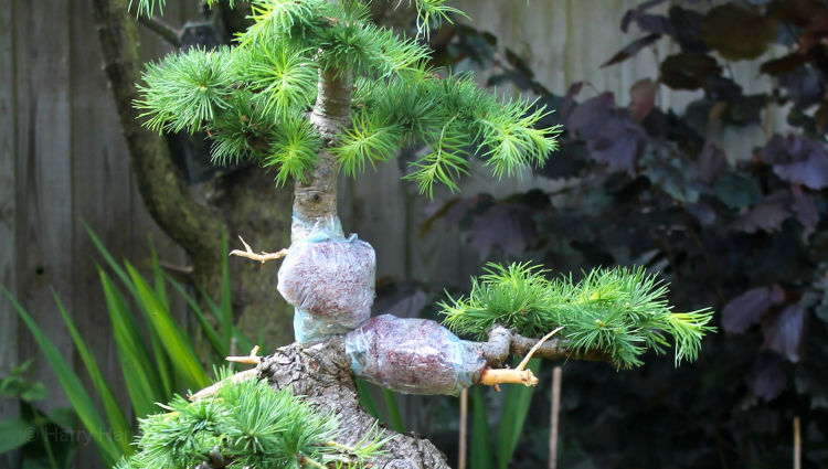larch bonsai airlayers
