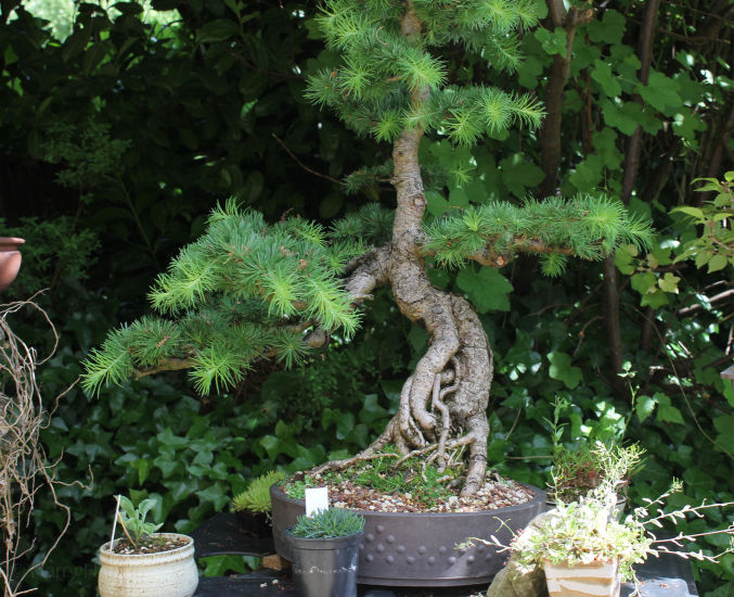 larch bonsai