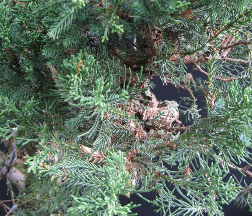 juniper bonsai branches