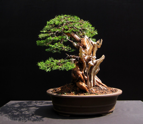 chinese juniper bonsai