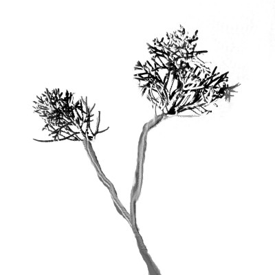 juniper bonsai shoots