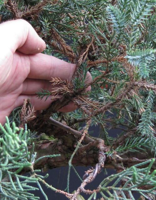 juniper bonsai foliage