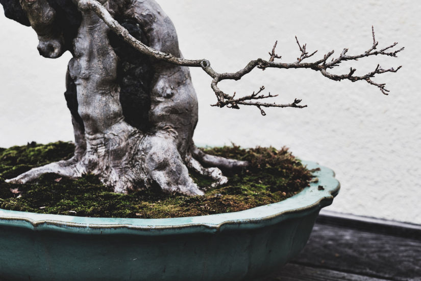 National Bonsai & Penjing Museum