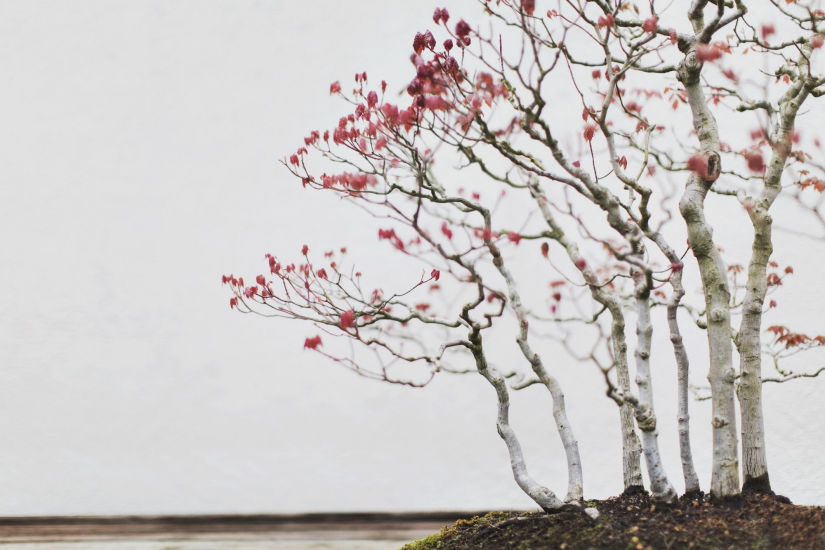 National Bonsai & Penjing Museum