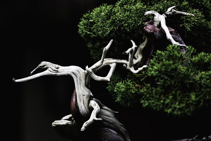 juniper bonsai stephen voss