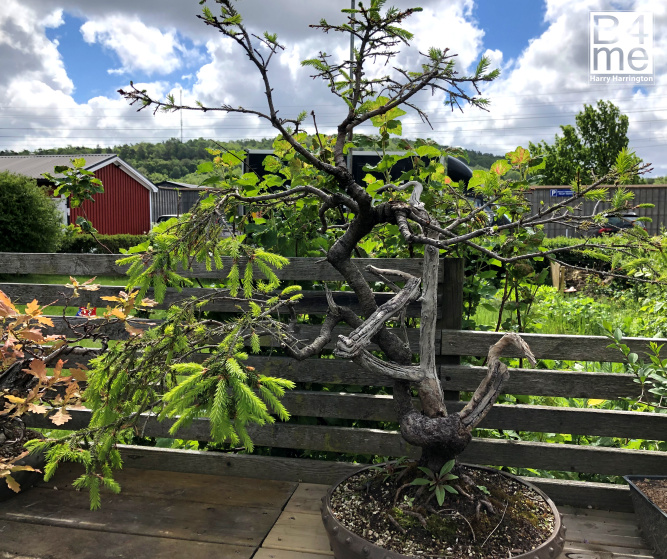 spruce yamadori bonsai