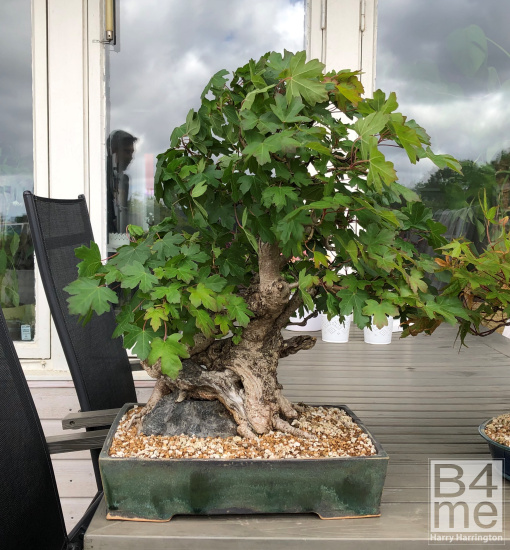 Acer campestre Field Maple bonsai