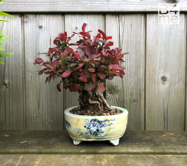 Berberis bonsai