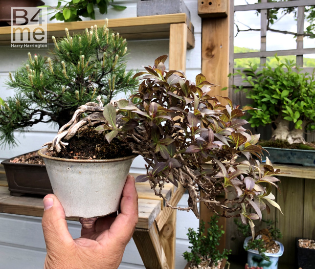 Weigela bonsai 