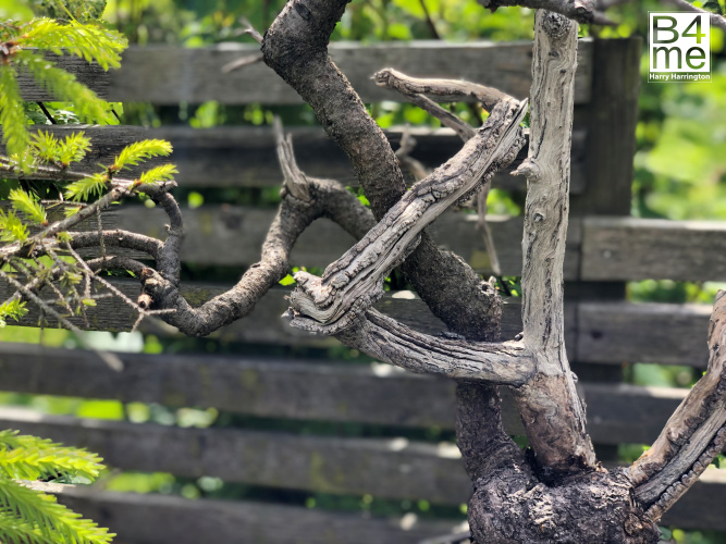 spruce yamadori bonsai