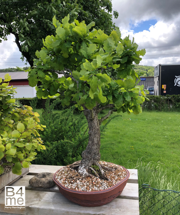 Oak bonsai