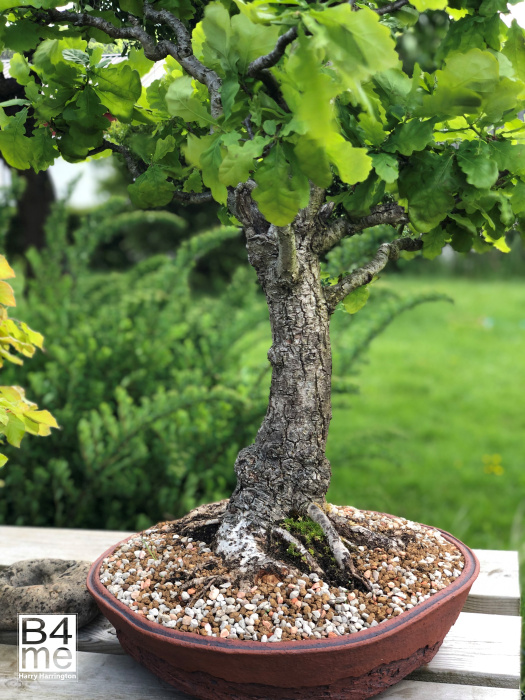 Oak bonsai