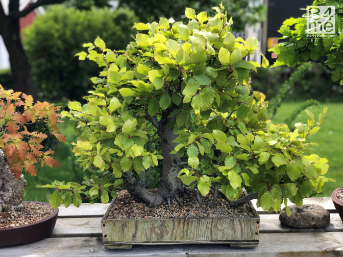 hornbeam raft bonsai