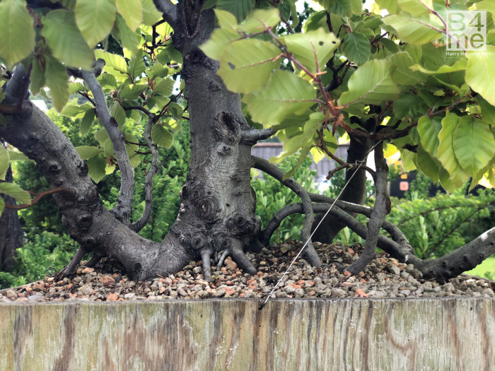 hornbeam raft bonsai