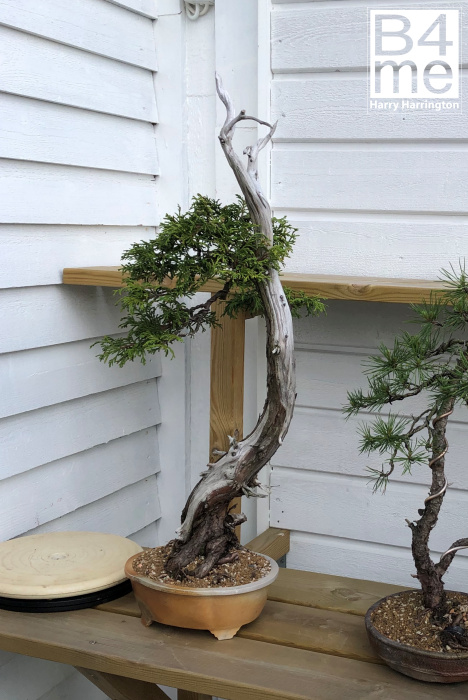 Chamaecyparis bonsai