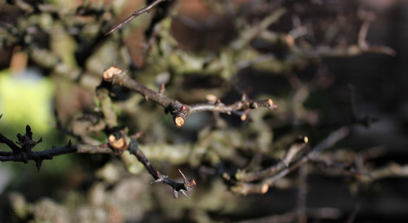 spring buds