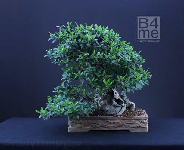 pyracantha bonsai