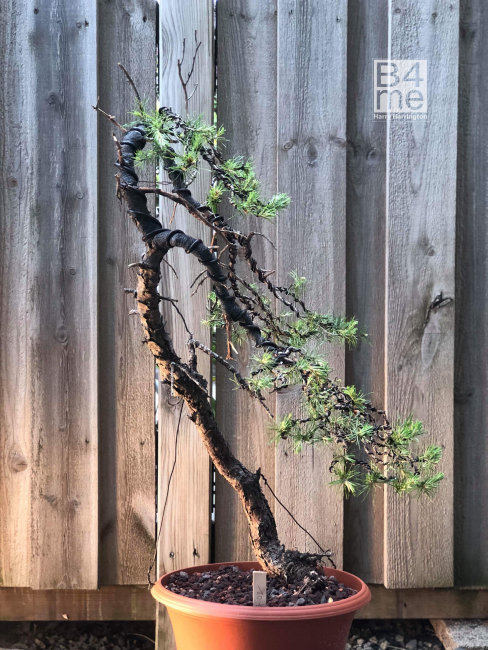 scots pine bonsai sweden