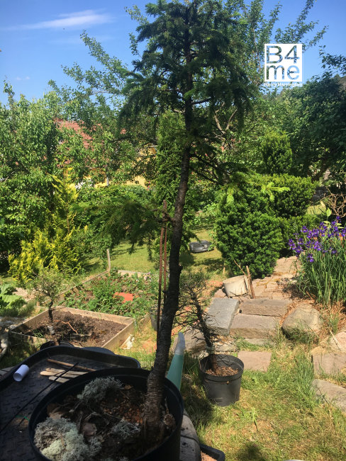 spruce bonsai sweden