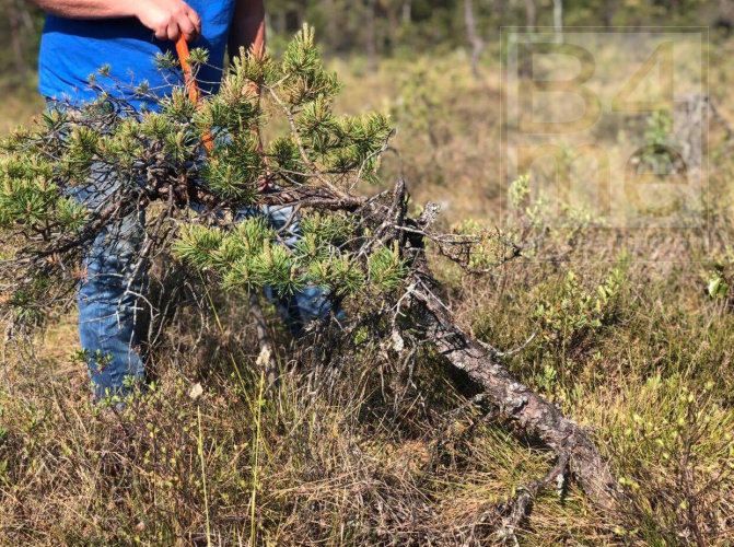 yamadori bonsai sweden