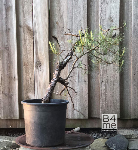 sweden bonsai scots pine