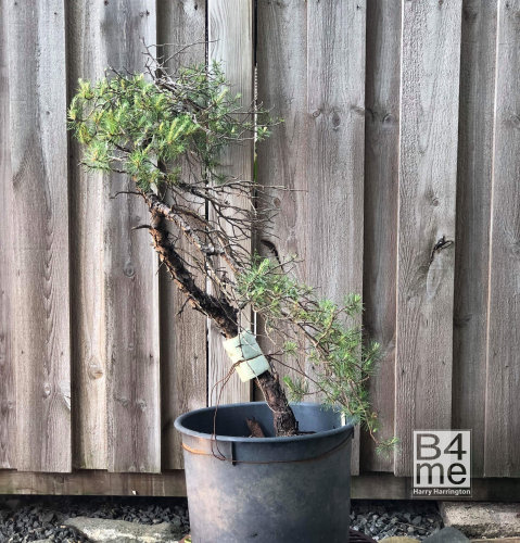 scots pine bonsai sweden