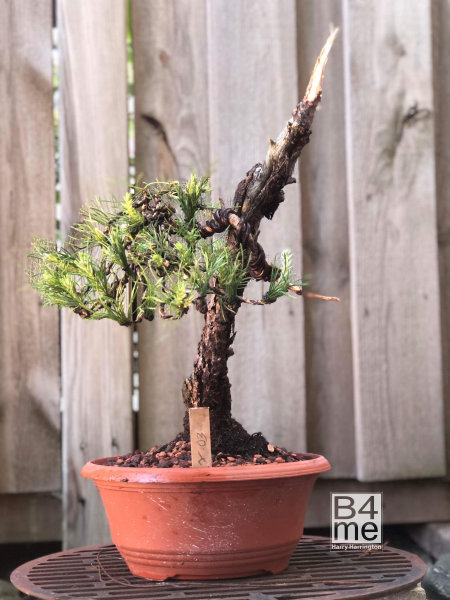 sweden bonsai scots pine