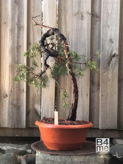 scots pine bonsai heavy bend